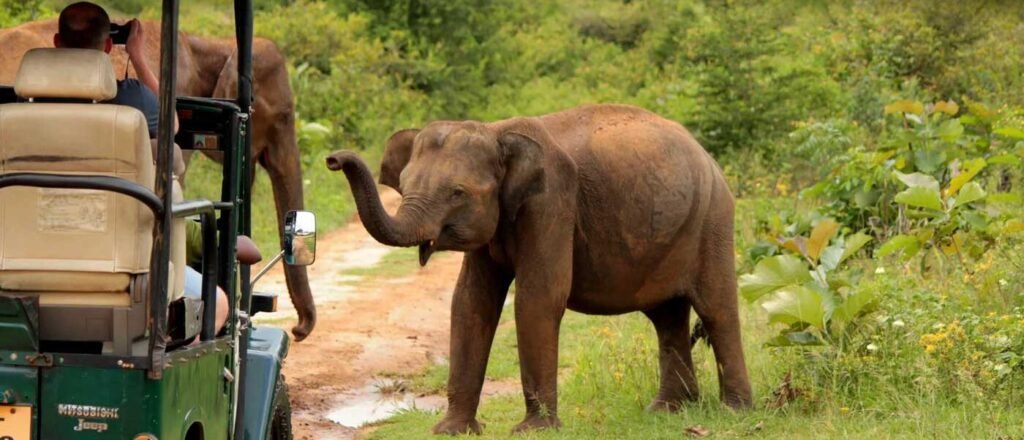 kandy to sigiriya day trip