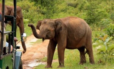 kandy to sigiriya day trip