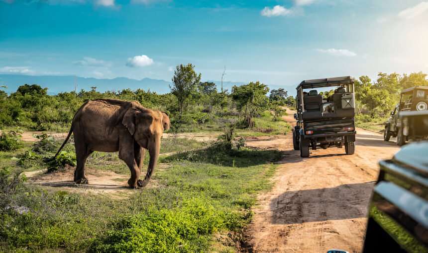 The Elephant Gathering Is a Natural Event, Not a Bookable Performance
