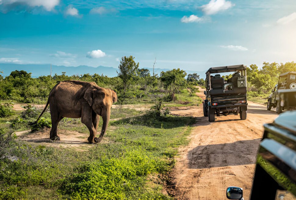 Elephant beside a track during a jeep safari