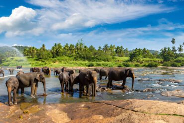 Elephants at Pinnawala