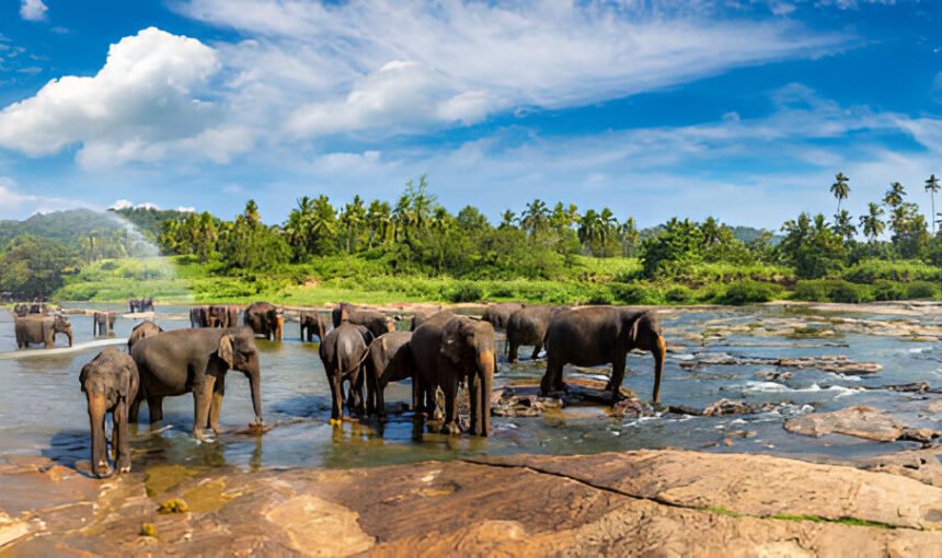 Travelling with Children: Choosing the Right Colombo Excursion Format