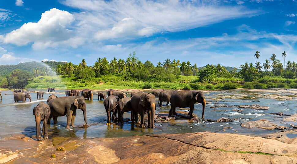 Elephants at Pinnawala