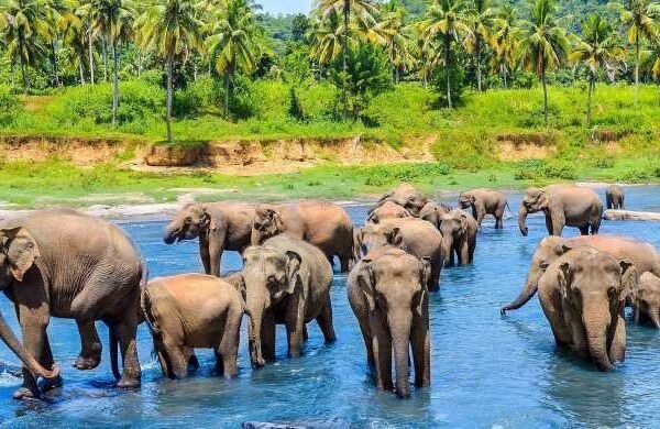 pinnawala elephant orphanage tour