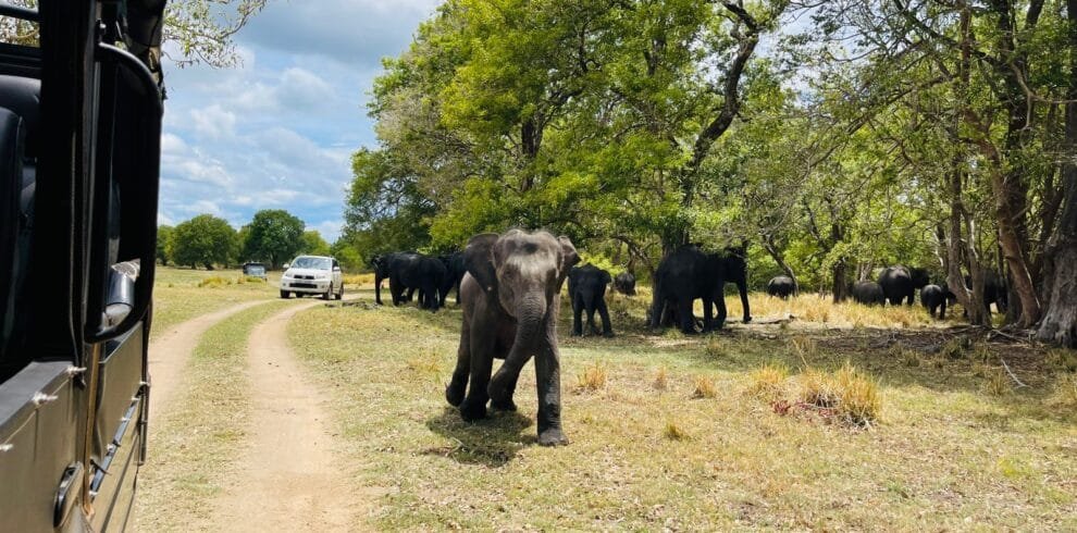 jeep safari in minneriya national park sri lanka