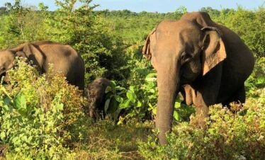 sigiriya,dambulla and safari tour from colombo