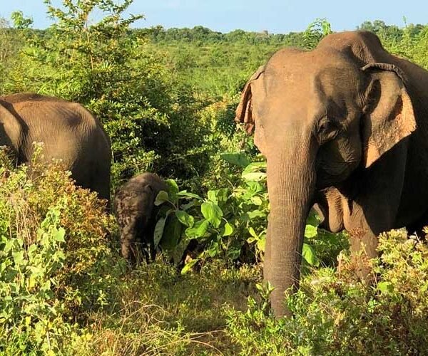 sigiriya,dambulla and safari tour from colombo