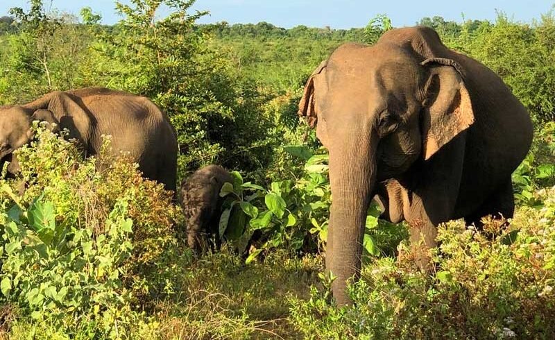 sigiriya,dambulla and safari tour from colombo