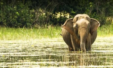 minneriya safari tour