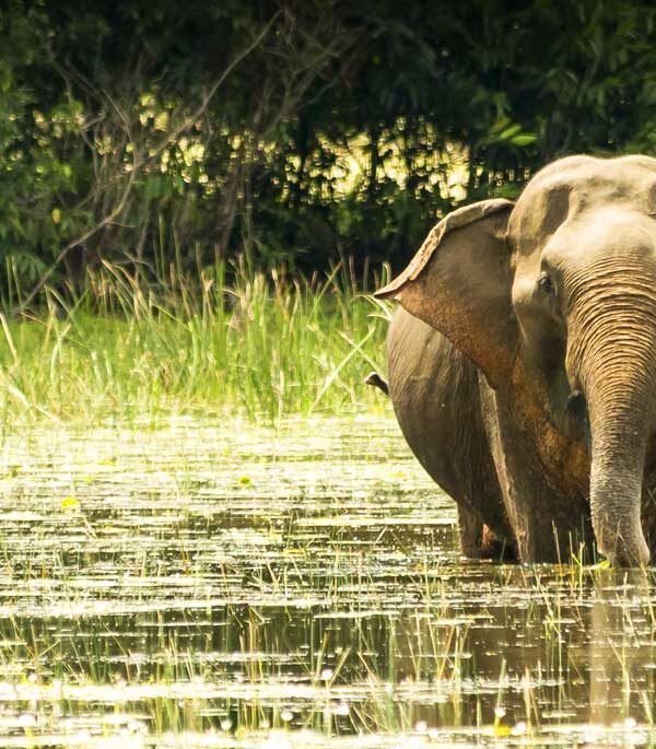 minneriya safari tour