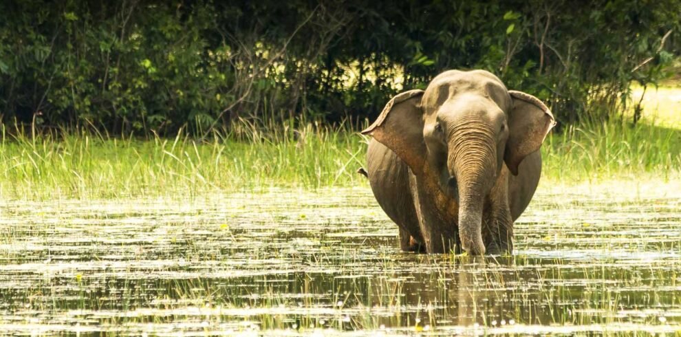 minneriya safari tour