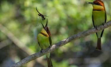 wilpattu national park safari