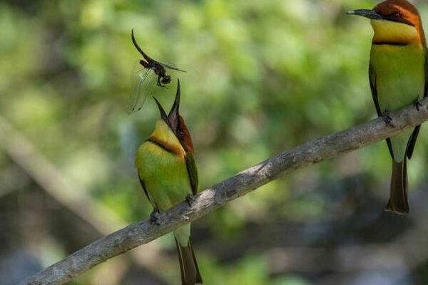 wilpattu national park safari