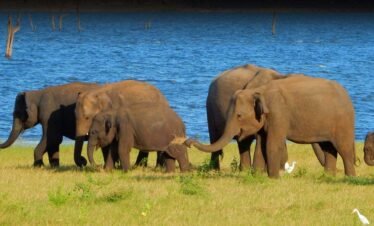 Kaudulla Safari – Private Jeep Safari