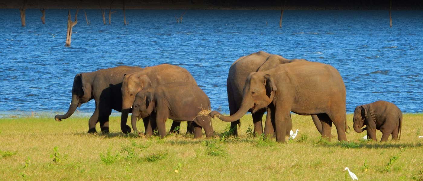 Elephants in the Kaudulla National Park landscape
