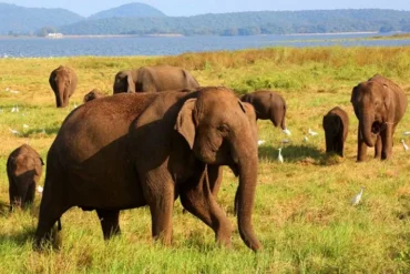 Elephants in Sri Lanka’s Cultural Triangle