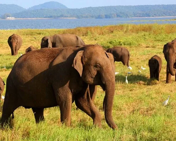 wild elephants at minneriya national park during the anual gathering