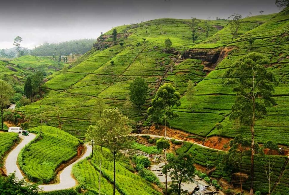 Rolling green tea plantations in Sri Lanka’s hill country