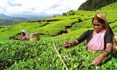 nuwara eliya tea factory tour