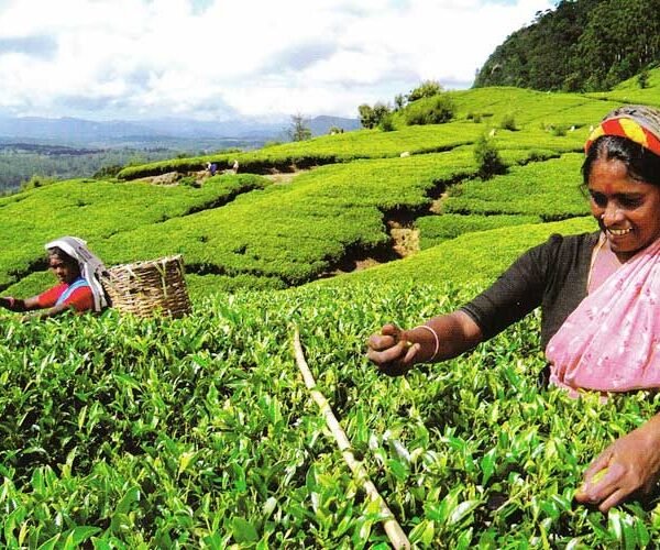 nuwara eliya tea factory tour