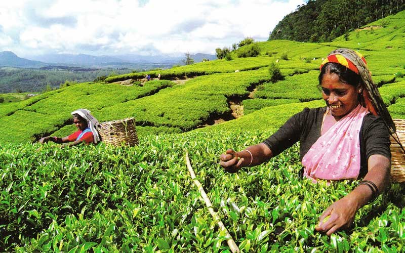 nuwara eliya tea factory tour