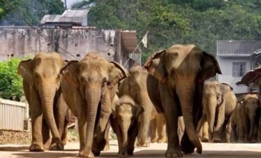 Pinnawala elephant orhanage tour