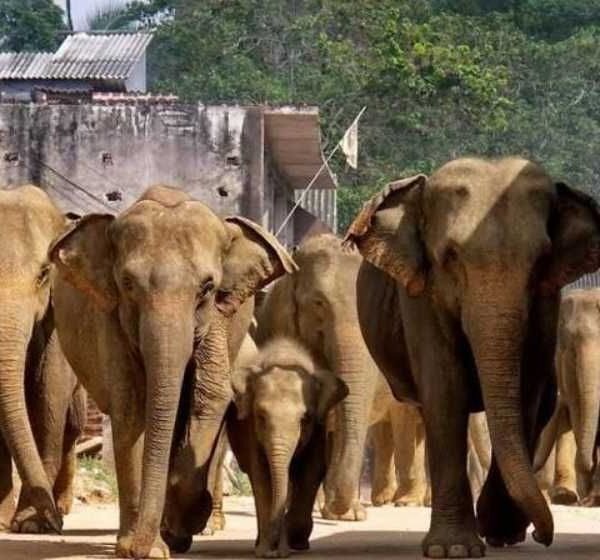 Pinnawala elephant orhanage tour