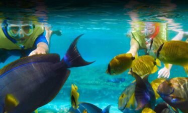 Snorkelling among tropical fish in Sri Lanka