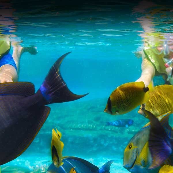 Snorkelling among tropical fish in Sri Lanka