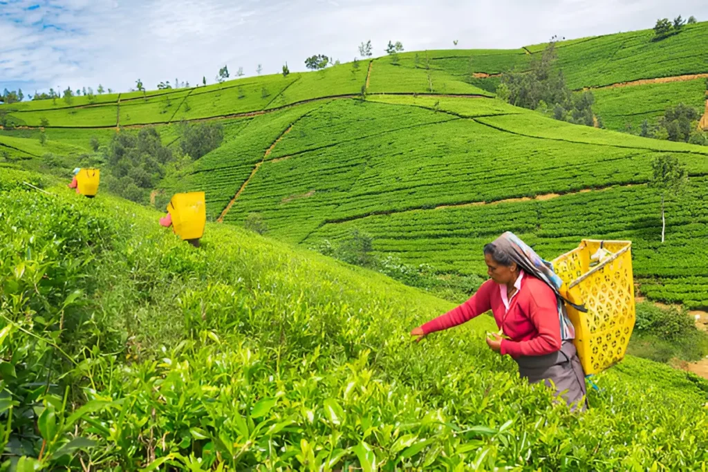 nuwara eliya day tour