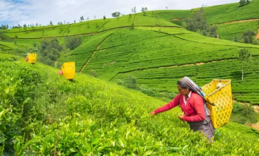 nuwara eliya tea factory visit