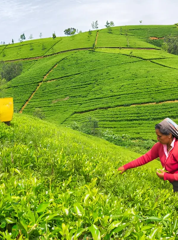 nuwara eliya tea factory visit