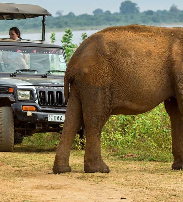 yala and wilpattu national parks vacations