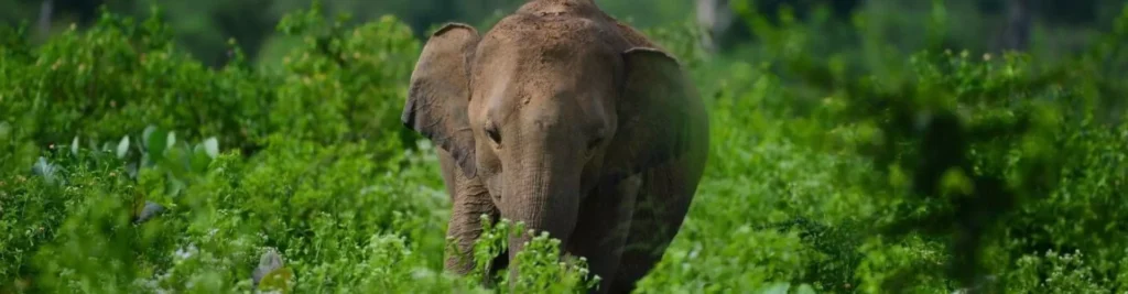 Elephant facing the camera among green vegetation at Udawalawe