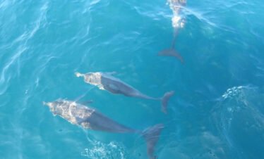 whale watching mirissa deep sea