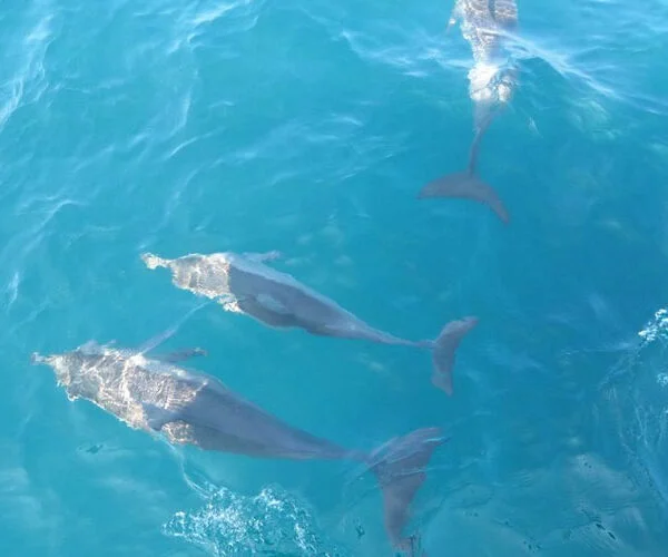 whale watching mirissa deep sea