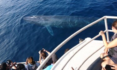 whale watching mirissa