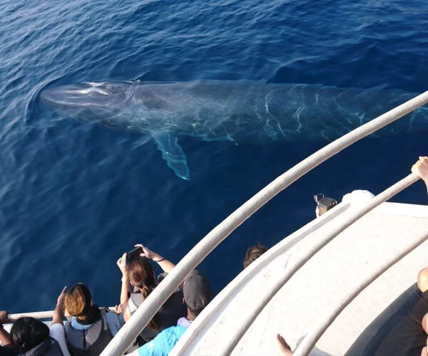 whale watching mirissa