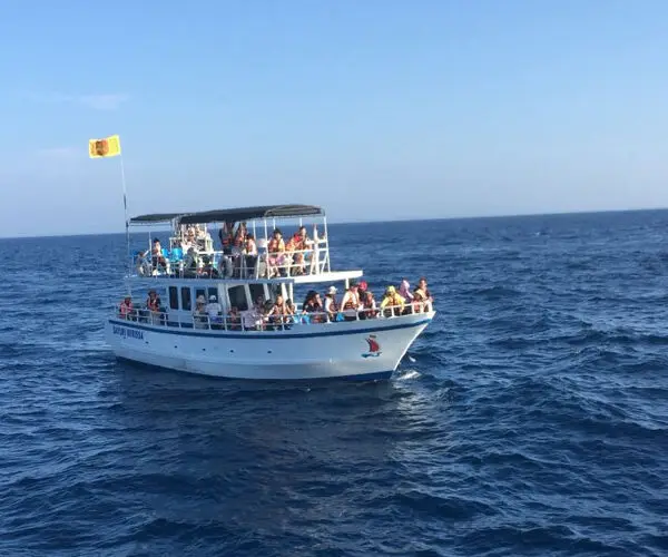 whale watching mirissa