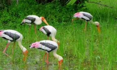 wilpattu national park safari