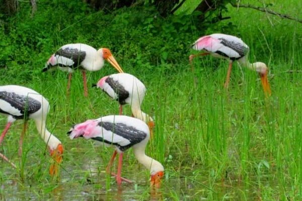 wilpattu national park safari