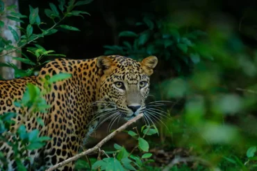 Wildlife landscape in Yala National Park