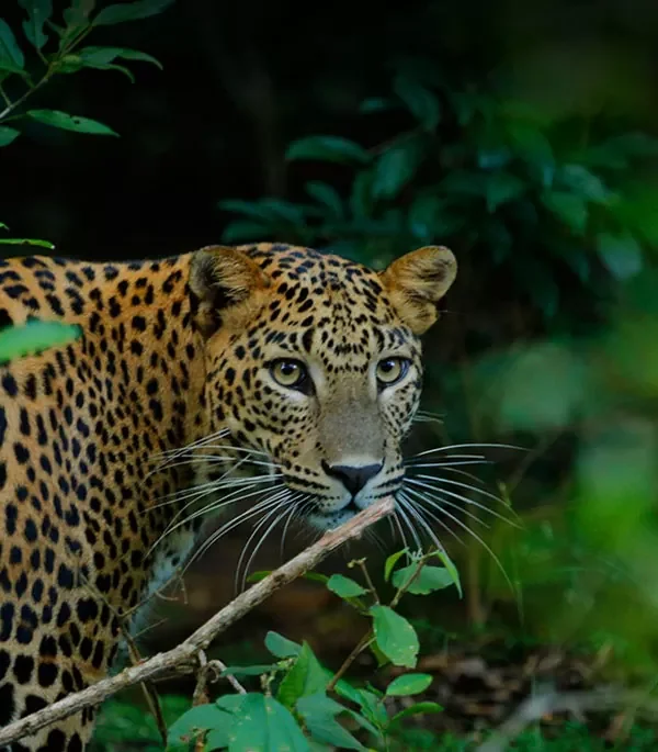 yala safari tours