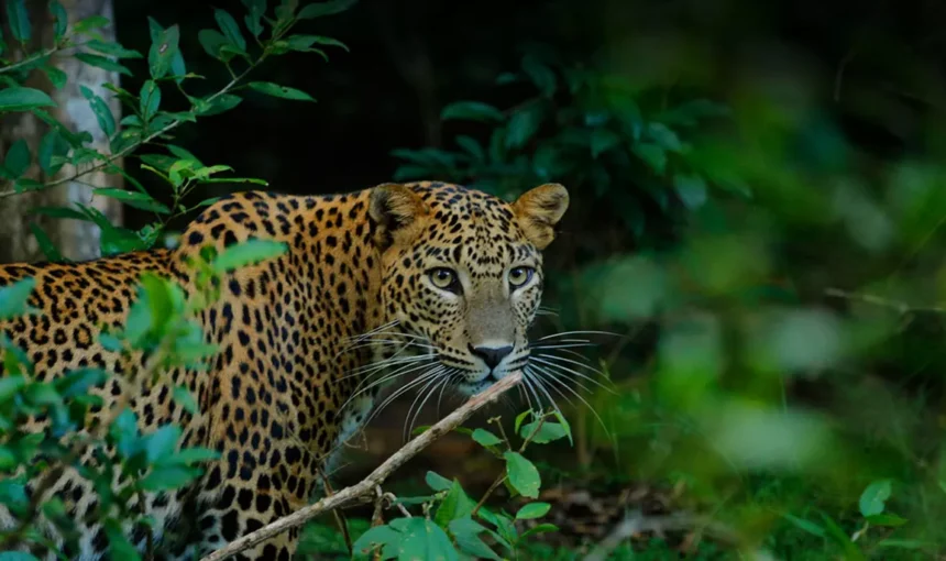 Yala from Colombo: Separating the Road Journey and Safari Jeep
