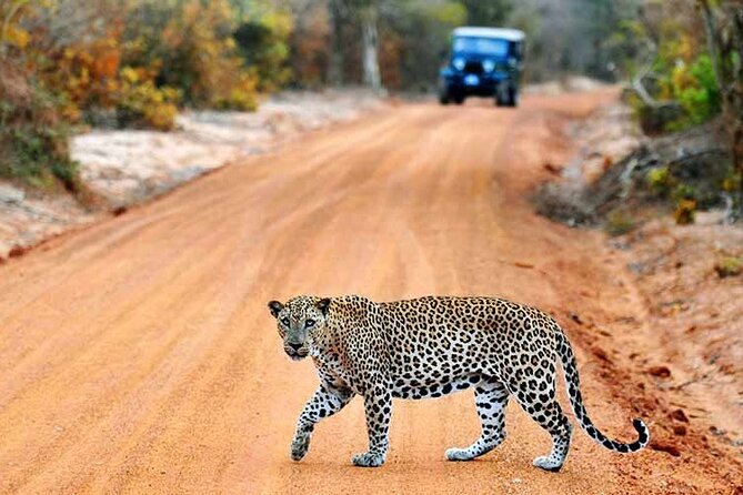 wilapttu national park safari