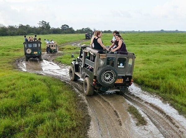 tourists on wildlife safari in minneriya national park