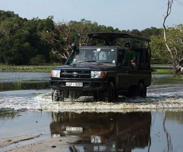 minneriya safari