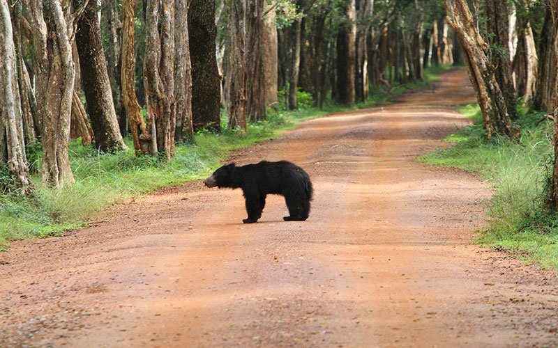 wilpattu safari