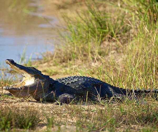 yala safari