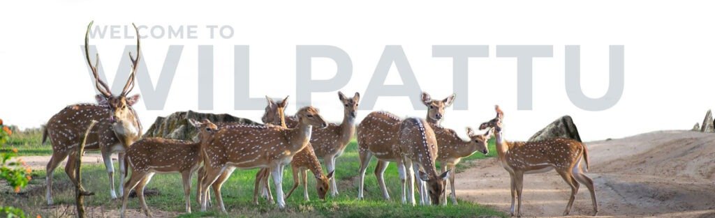 wilpattu safari